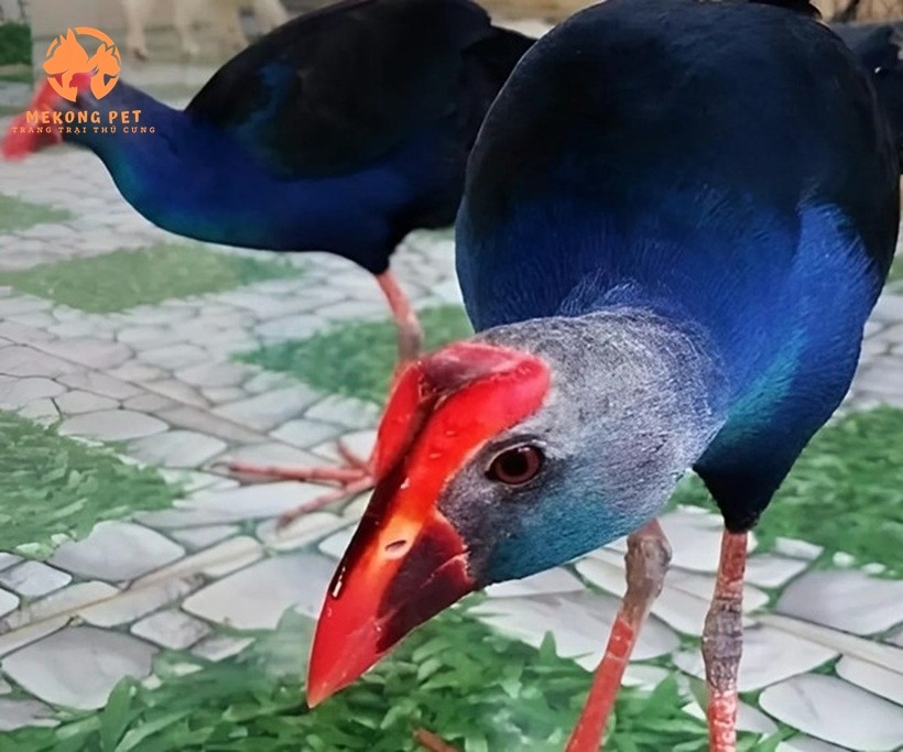 Cách Nhận Biết Chim Trích Cồ Trống và Mái Đơn Giản Nhất